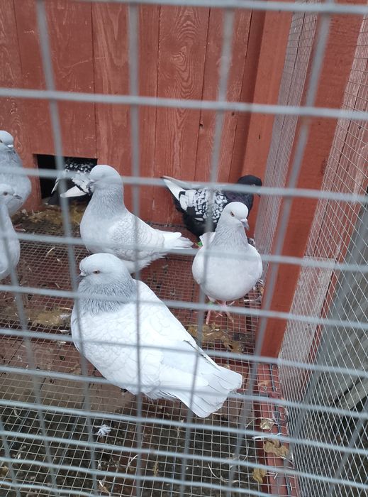 Gołębie Rysie srebrne