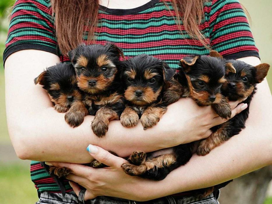 Ідеальні для обіймів – лагідні цуценята йорка чекають нову сім’ю
