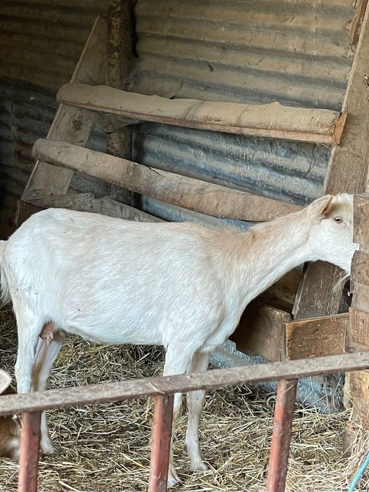 Vende-se  cabras