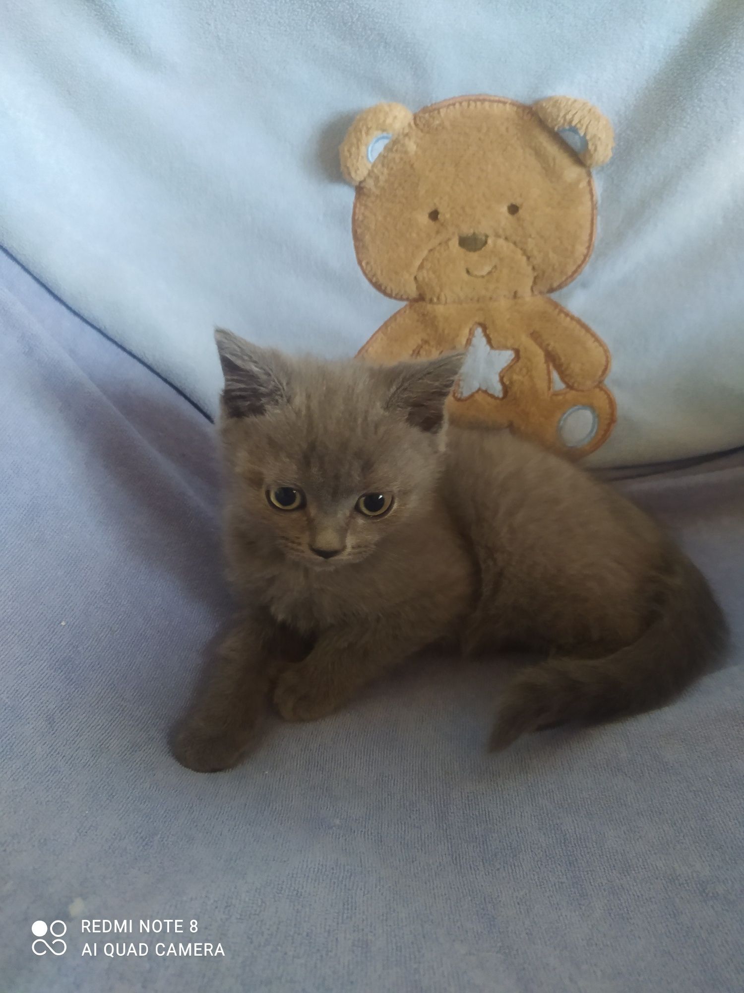 Шотландські кошенята блю поінт