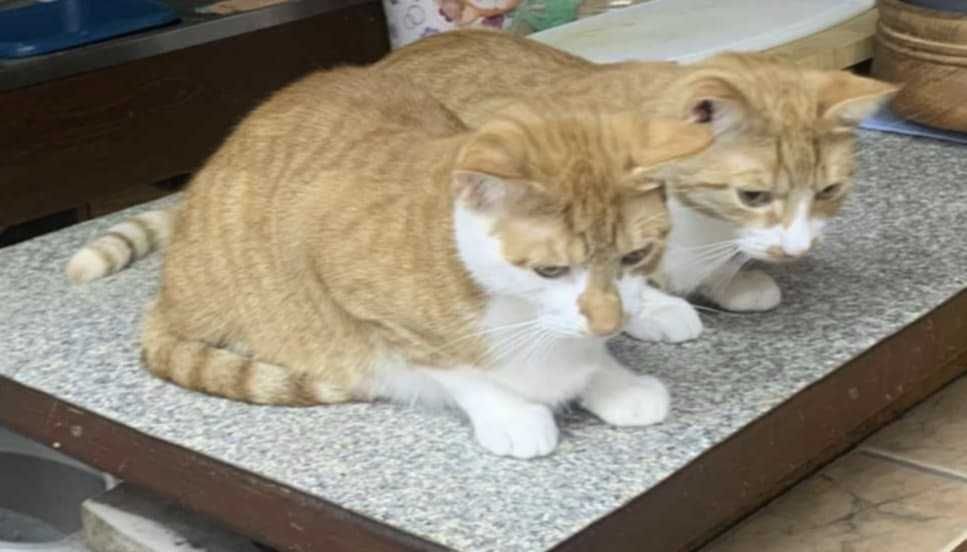 rude kotki grzecznościowo aktualne pilne