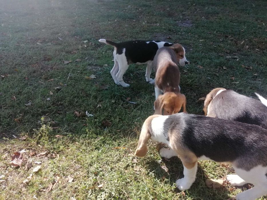 Beagle tricolor szczeniak