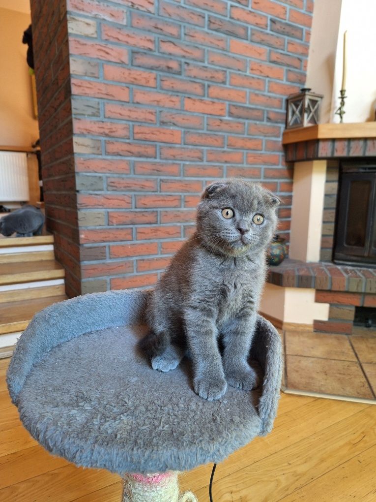 Kocurek brytyjski niebieski
