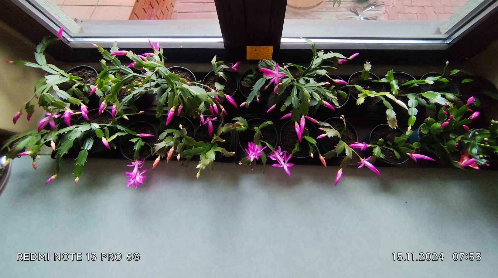 Grudnik, szlumbergera, kaktus Bożego Narodzenia