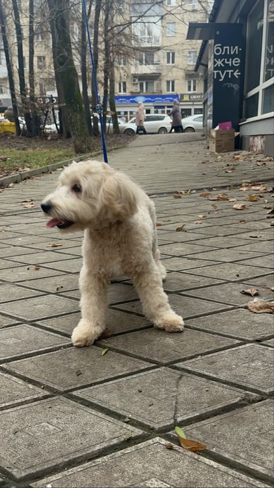 У продажі Красунчик Хлопчик Мальтіпу F1