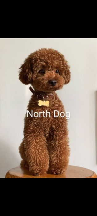 Pudel Toy, Bichpoo, Cockapoo