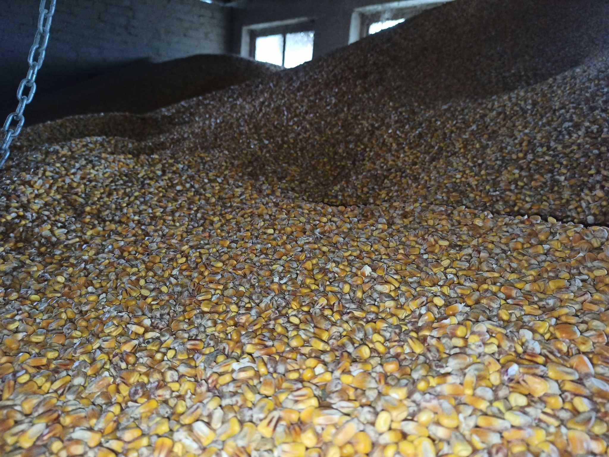 Kukurydza sucha 2023 sprzedaż na worki/big-bag/luz oraz Pszenica