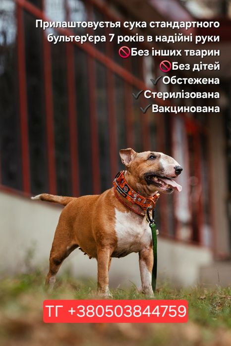 Прилаштовується бультер'єр