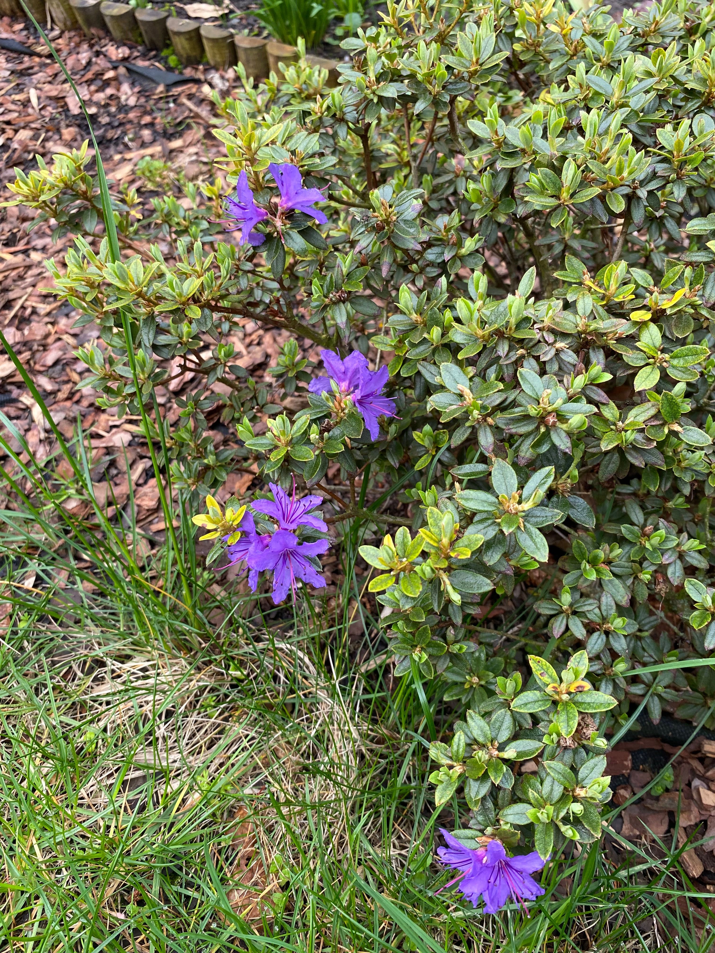 Rododendron azalia fioletowy