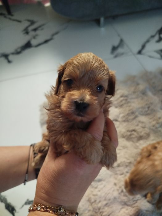 MALTIPOO Piękne Psiaki Hodowla Sisi i Spajki