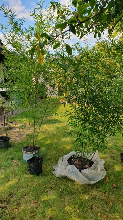 Bambus Phyllostachys Bissetii