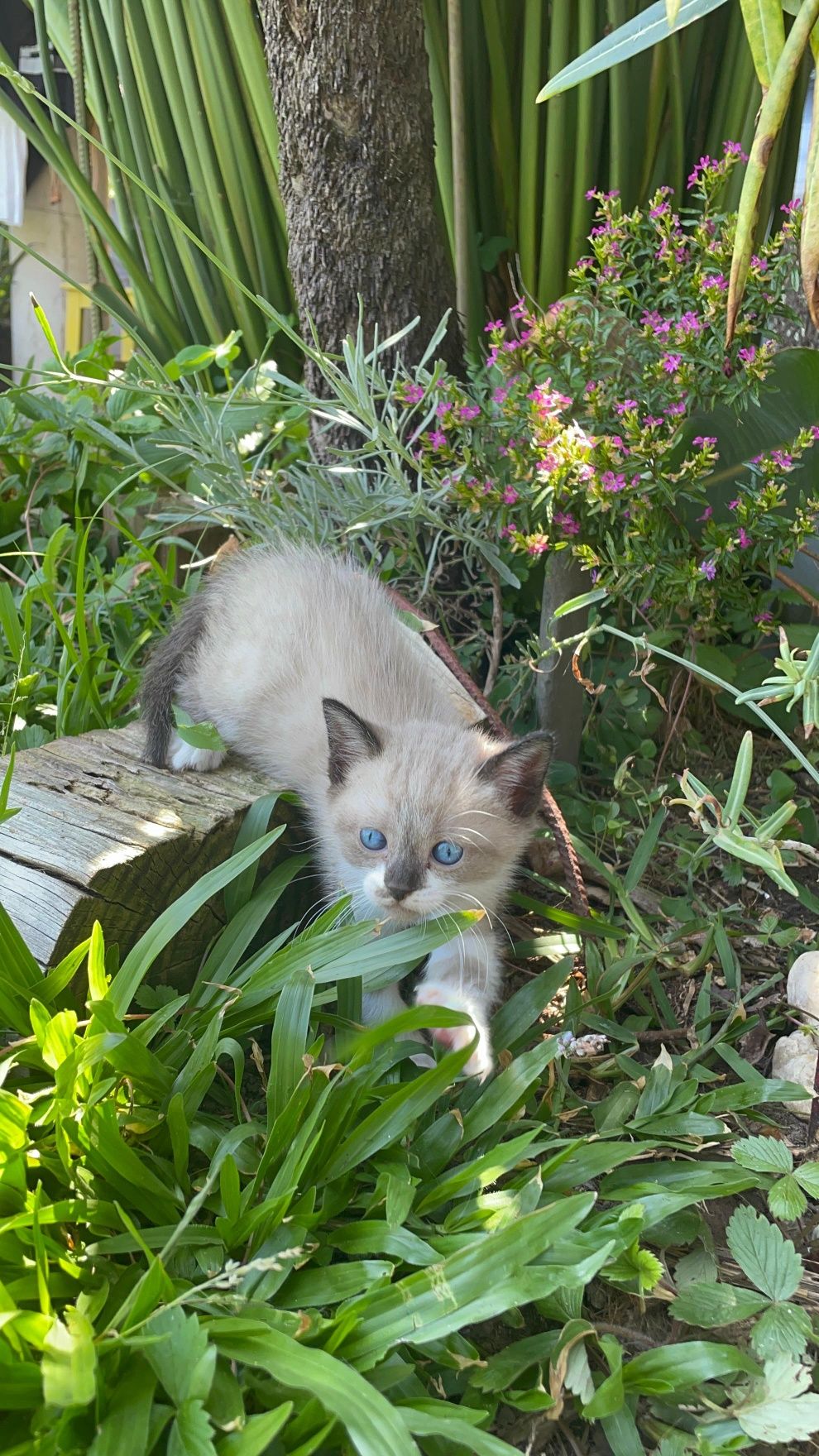 Gato bebé a precisar de mimo e atenção.