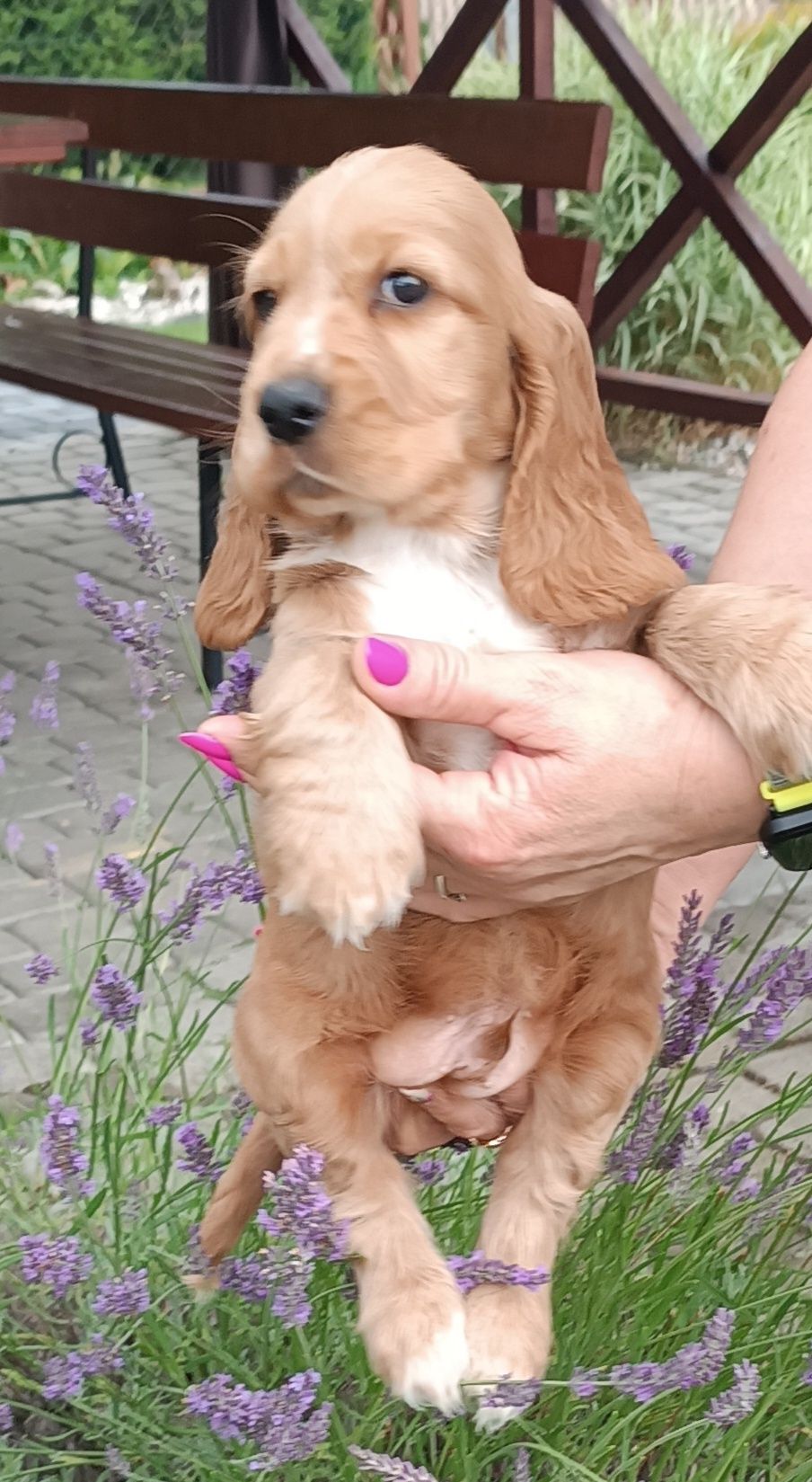 Piesek cocker spaniel angielski.