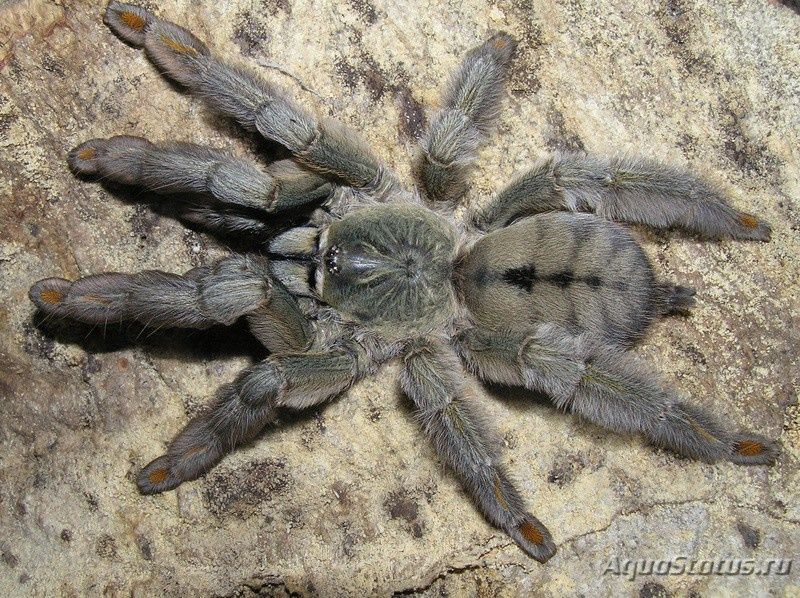 Psalmopoeus cambridgei L7 самка