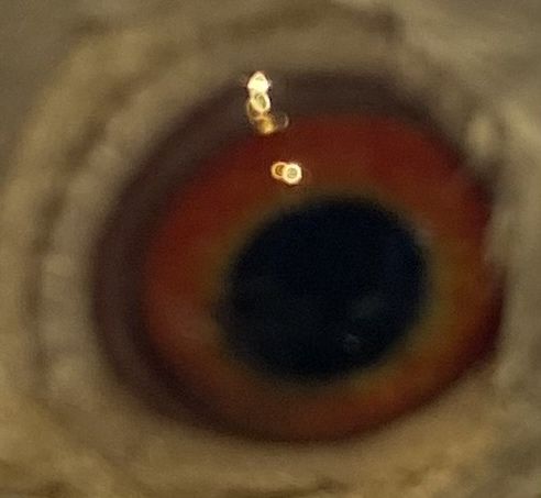 Sprzedam gołębia pocztowego