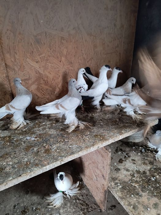 Gołębie ozdobne różne