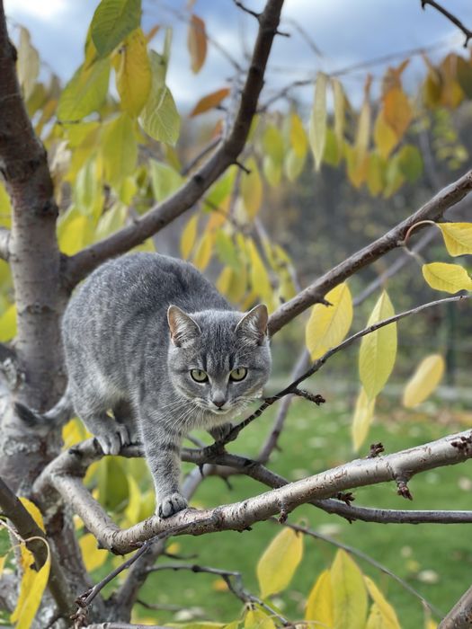 Котеня шукають сімʼю