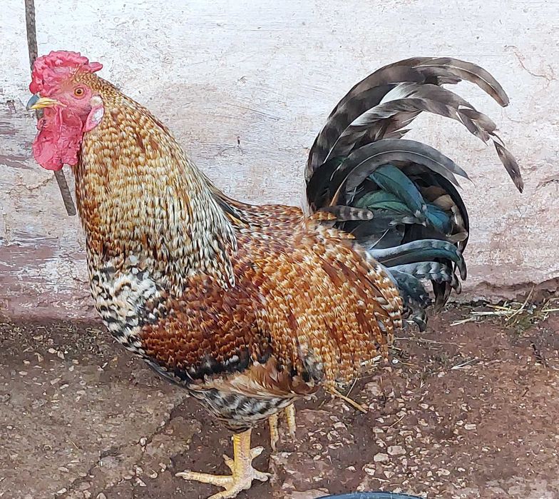 Frangos e Galos do Campo