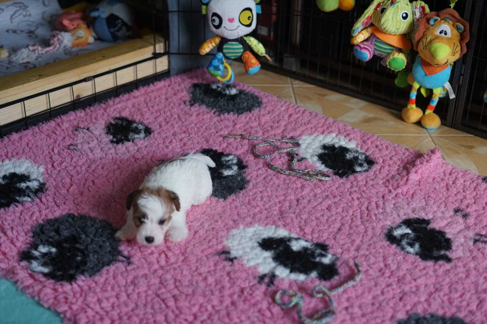 Jack Russell Terrier ZKwP piesek FCI