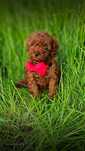 Pudel Toy Red Brown PIESEK