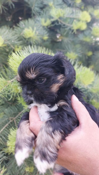 Shih-tzu czarna dziewczynka