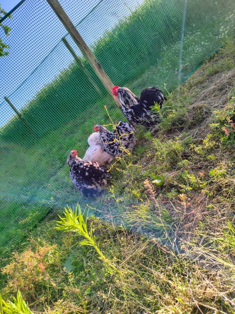 Jaja lęgowe, kochin miniaturowy