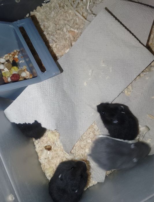 Джунгарики хом'яки