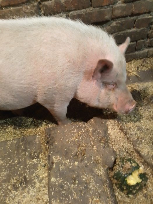 Кнур вьетнамський 2500