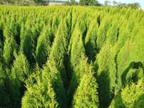 Thuja thuje tuja tuje smaragd szmaragd 100-200cm