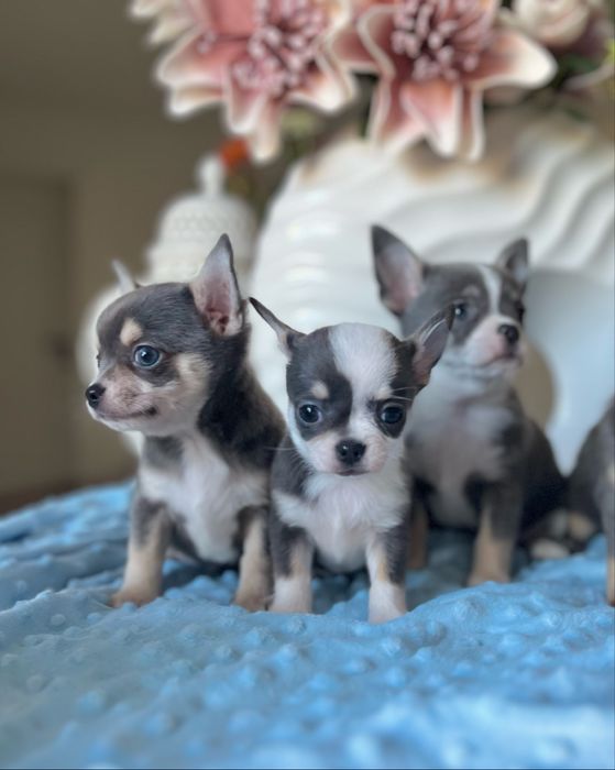 Chihuahua dziewczynka