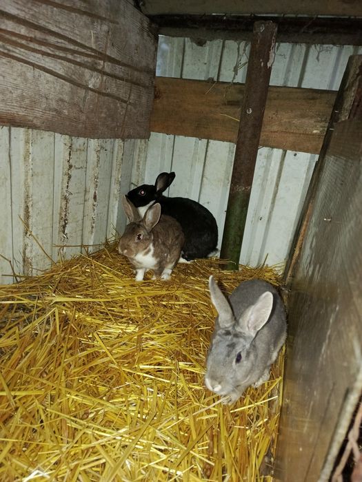 Sprzedam samce i samice