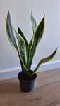 Sansavieria, aloes