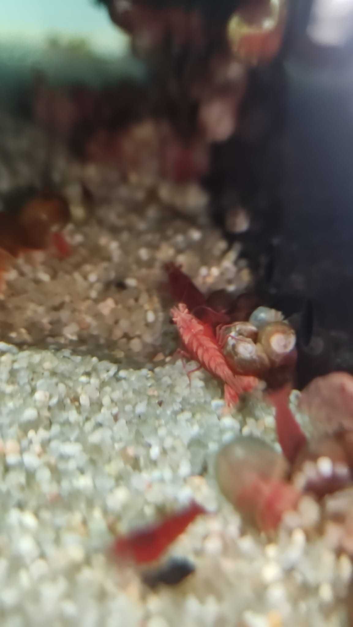 Camarões red cherry 'Fire Red'