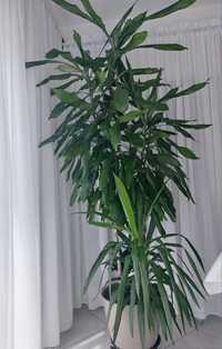 Dracena trio  mix