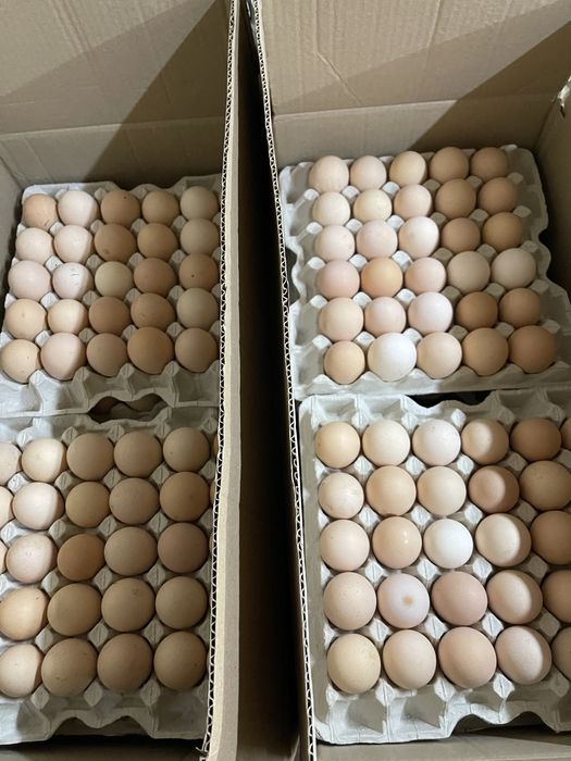 Яйцо столовое крем домашние