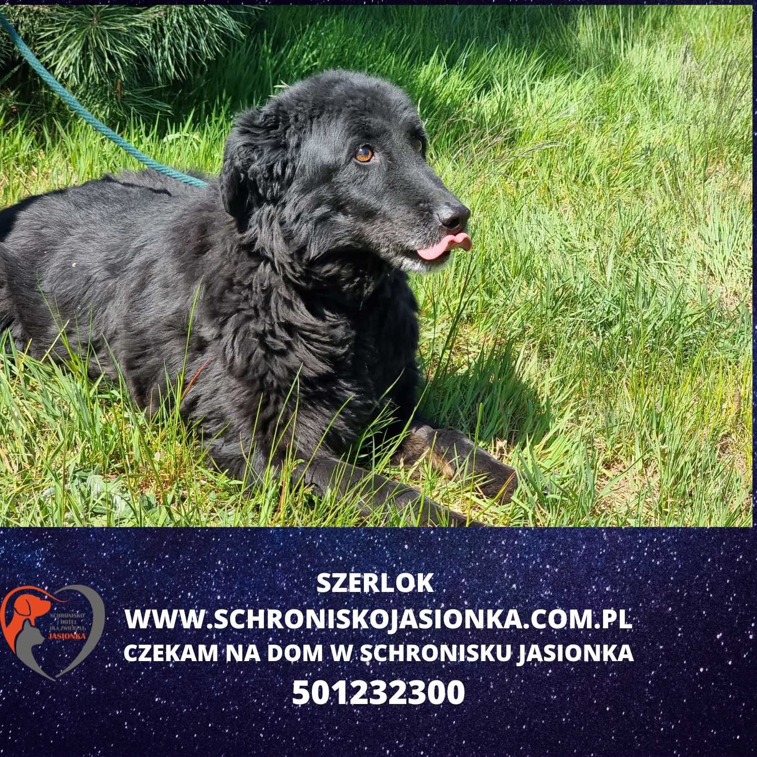 Szerlok-do adopcji Schronisko Jasionka