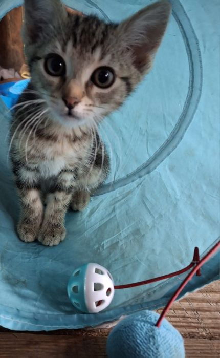 do adopcji kotki  NALA I KIARA