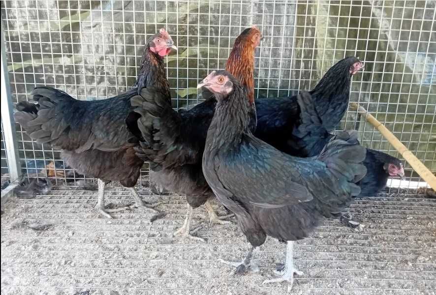 Pintos e frangos/frangas Marans cobre