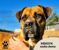 Znaleziono rudego większego psa "Meksyk" gotowy do adopcji