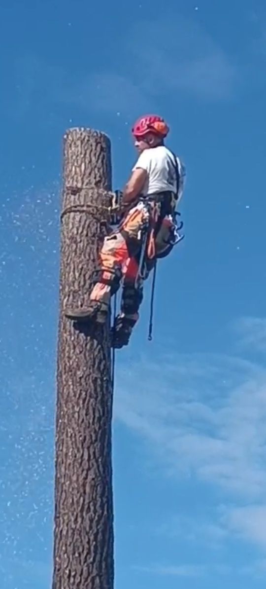 Corte e abate de árvores com elevado grau de perigosidade.