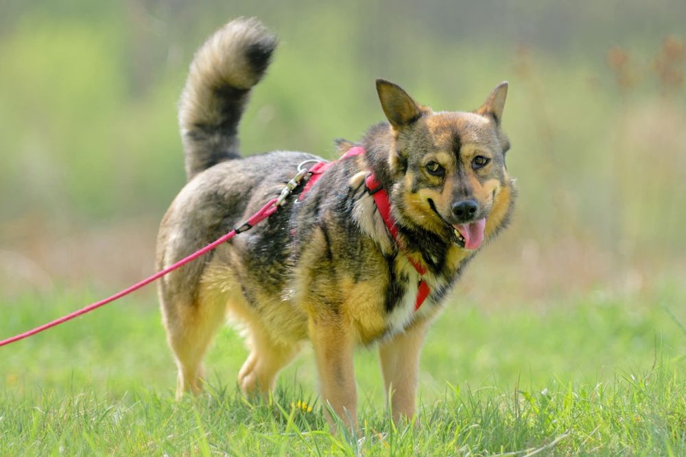 Łajka, mloda niezależna sunia