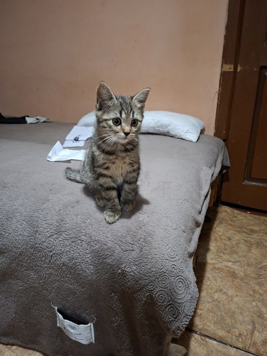 Породиста кішечка