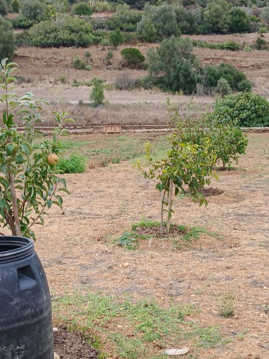 Terreno Rustico ideal para agricultura, árvores de fruta, poço de agua