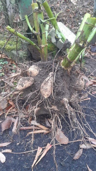 Karpy dalii(georginii) oddam