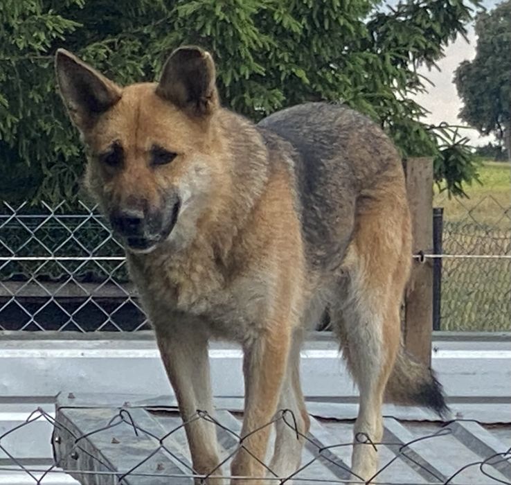 Sunia w typie owczarka niemieckiego - adpcja bezpaltna