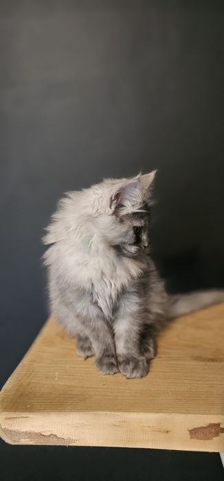 Koteczka Maine coon