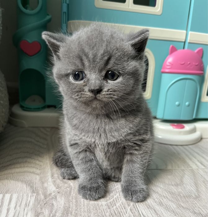 Kocurek brytyski z rodowodem