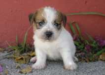 Jack Russell Terrier pelo cerdoso