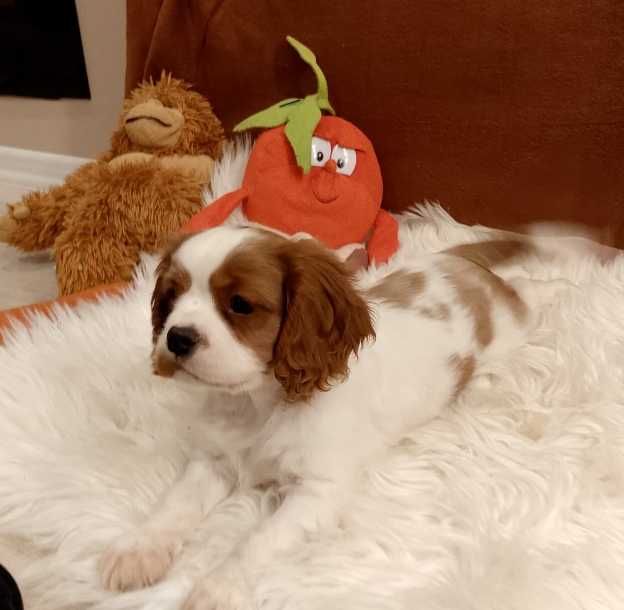 Cavalier King Charles Spaniel chłopiec