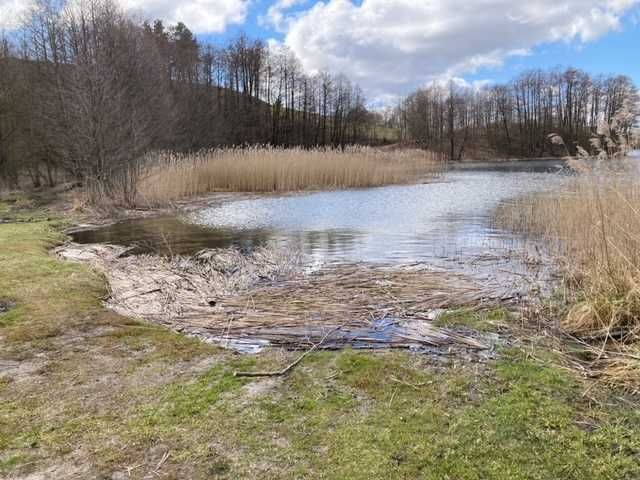 Bezpośrednio nad jeziorem Szurpiły, 11 ha, Suwalski Park Krajobrazowy